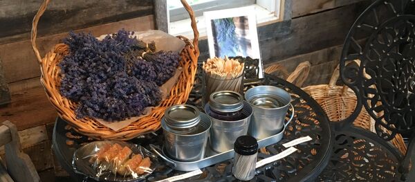 زيت اللافندر - سبوتنيك عربي