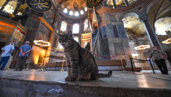 القطة غلي في متحف آيا صوفيا، اسطنبول، تركيا 10يوليو 2020 - سبوتنيك عربي
