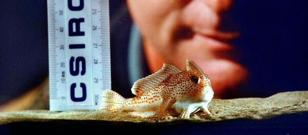 أسماك اليد النادرة  - سبوتنيك عربي