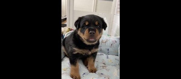 جرو صغير ينبح كالكلب - سبوتنيك عربي