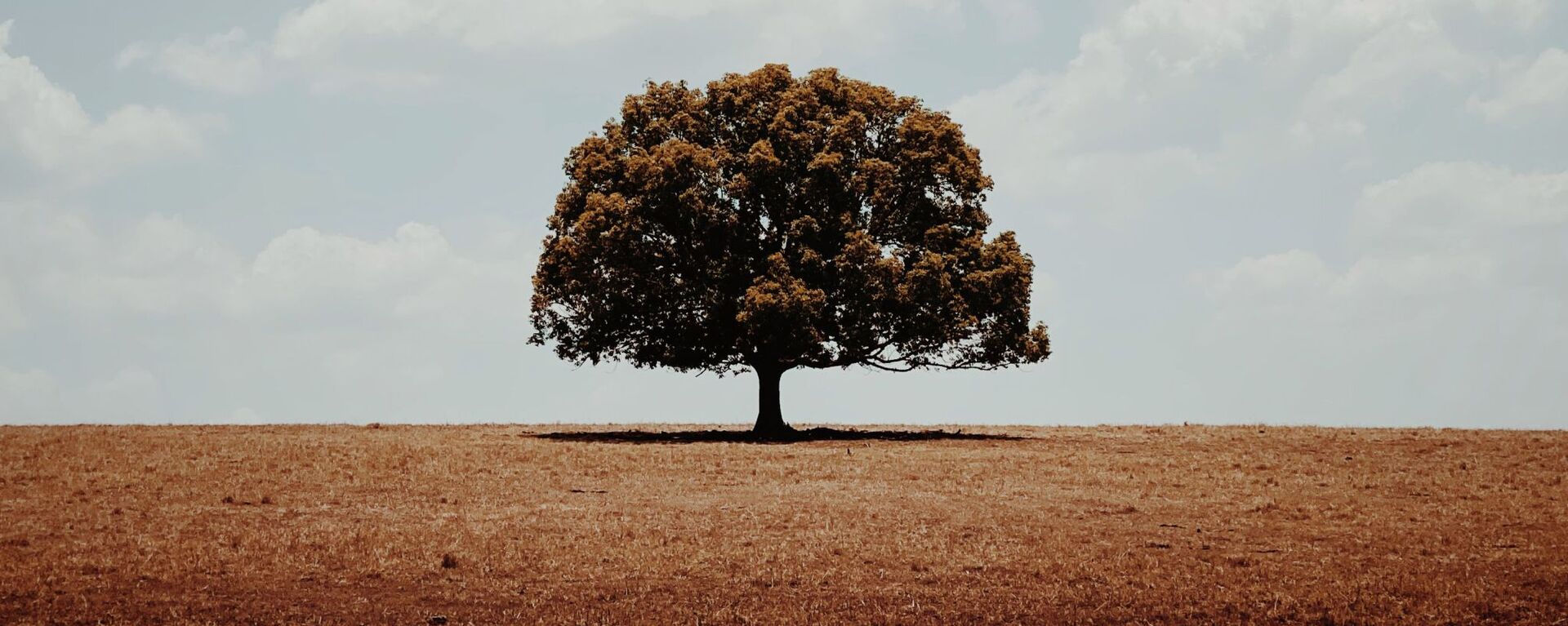 صورة بعنوان وحيد، للمصور الأسترالي غلين هومان، الحائزة على الجائزة الرئيسية في فئة التصوير الأشجار في جوائز مسابقة مصور العام في التصوير بواسطة الهاتف المحمول أيفون لعام 2020 - سبوتنيك عربي, 1920, 25.10.2021
