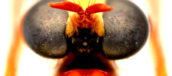 الذبابة ديدبوول (Deadpool fly: Humorolethalis sergius) - سبوتنيك عربي