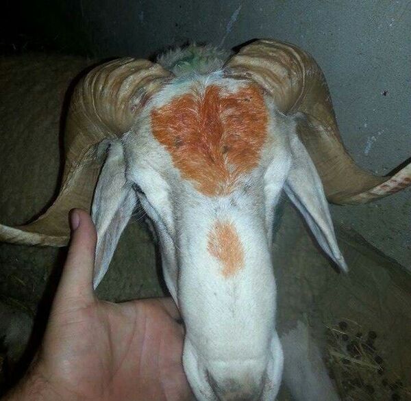 زفة الخرفان ووضع الدم على الأبواب... أغرب طقوس عيد الأضحى - سبوتنيك عربي