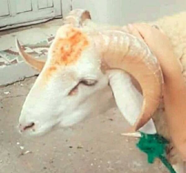 زفة الخرفان ووضع الدم على الأبواب... أغرب طقوس عيد الأضحى - سبوتنيك عربي