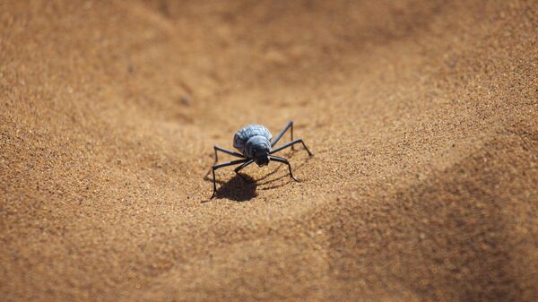 حشرة - سبوتنيك عربي