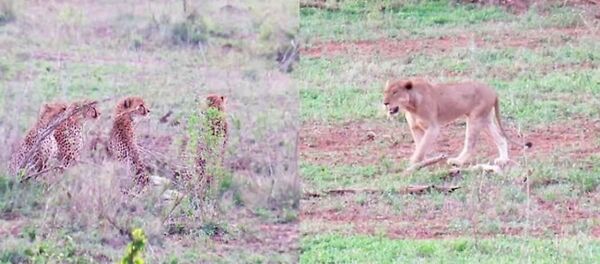 لبؤة كسولة تسرق فريسة من 5 فهود... فيديو - سبوتنيك عربي