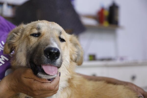 ميغالو وكروكوداي... ضحايا هامشيون لتفجير خط الغاز العربي شمالي دمشق... فيديو وصور ميغالو وكروكوداي... ضحايا هامشيون لتفجير خط الغاز العربي شمالي دمشق... فيديو وصور - سبوتنيك عربي