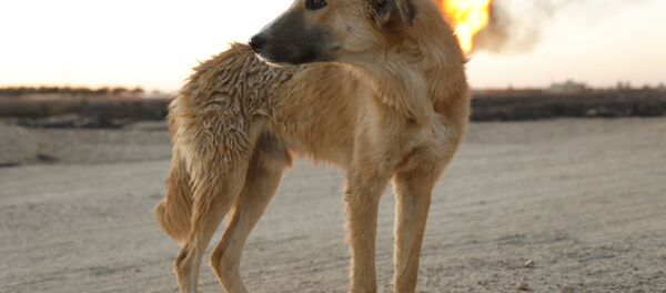 الكلب كروكوداي ضحية تفجير خط الغاز العربي شمال دمشق، سوريا - سبوتنيك عربي