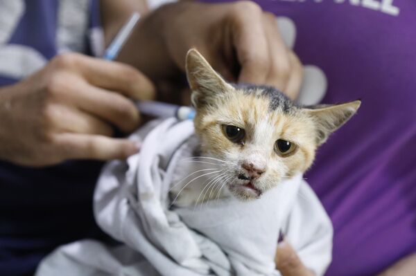 ميغالو وكروكوداي... ضحايا هامشيون لتفجير خط الغاز العربي شمالي دمشق... فيديو وصور ميغالو وكروكوداي... ضحايا هامشيون لتفجير خط الغاز العربي شمالي دمشق... فيديو وصور - سبوتنيك عربي