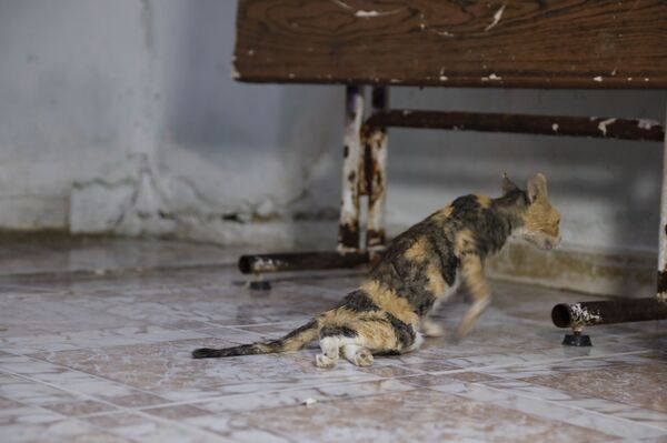 ميغالو وكروكوداي... ضحايا هامشيون لتفجير خط الغاز العربي شمالي دمشق... فيديو وصور ميغالو وكروكوداي... ضحايا هامشيون لتفجير خط الغاز العربي شمالي دمشق... فيديو وصور - سبوتنيك عربي