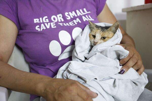 ميغالو وكروكوداي... ضحايا هامشيون لتفجير خط الغاز العربي شمالي دمشق... فيديو وصور ميغالو وكروكوداي... ضحايا هامشيون لتفجير خط الغاز العربي شمالي دمشق... فيديو وصور - سبوتنيك عربي