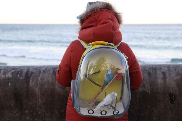 امرأة تحمل طيورًا أليفه في حقيبة ظهر بينما تنظر إلى المحيط على شاطئ كوجي حيث تواصل ولاية نيو ساوث ويلز الإبلاغ اليومي عن أعداد منخفضة لحالات الإصابة الجديدة بفيروس كورونا في سيدني، أستراليا، 25 أغسطس 2020 . - سبوتنيك عربي