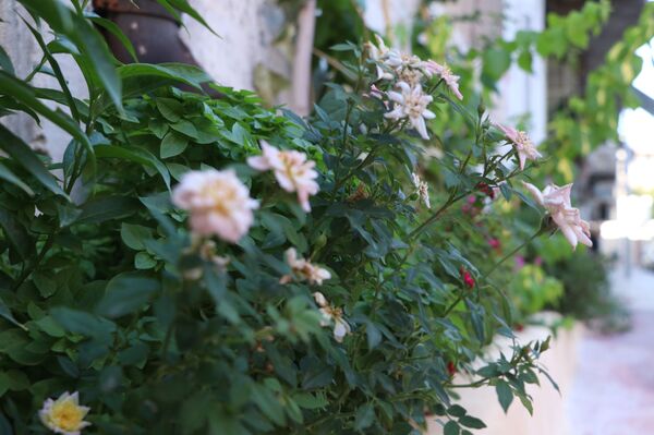 منى تطوي ذكريات شارع الموت في حلب وتحوله إلى حديقة... فيديو وصور - سبوتنيك عربي