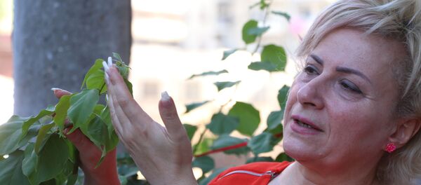 شارع الورد في حي السليمانية في حلب، سوريا - سبوتنيك عربي