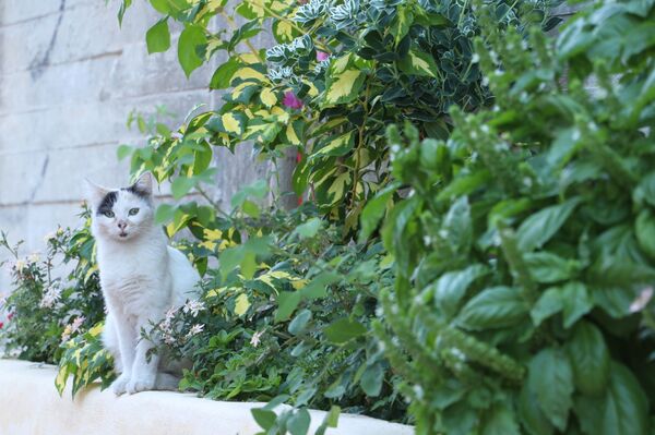 منى تطوي ذكريات شارع الموت في حلب وتحوله إلى حديقة... فيديو وصور - سبوتنيك عربي