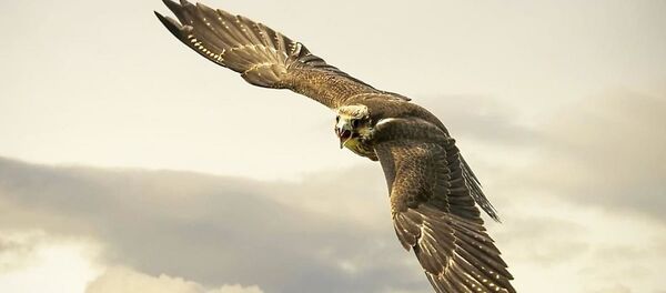 صقر لم يلاحظ الحائط أثناء مطاردته لسنجاب صقر لم يلاحظ الحائط أثناء مطاردته لسنجاب - سبوتنيك عربي