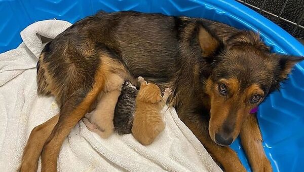 كلبة مشردة فقدت صغارها تتبنى قططا يتيمة - سبوتنيك عربي