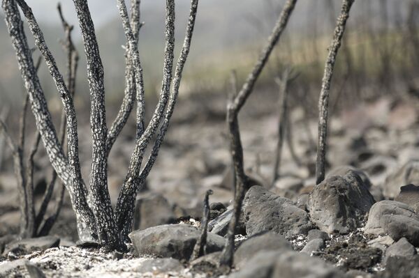 الحرائق تجتاح غابات سوريا وسهولها الزراعية.. ومخاوف من كارثة في صلنفة وما حولها... فيديو وصور الحرائق تجتاح غابات سوريا وسهولها الزراعية.. ومخاوف من كارثة في صلنفة وما حولها... فيديو وصور - سبوتنيك عربي