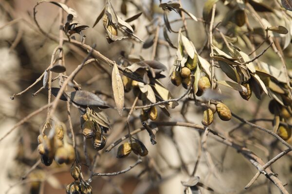 الحرائق تجتاح غابات سوريا وسهولها الزراعية.. ومخاوف من كارثة في صلنفة وما حولها... فيديو وصور الحرائق تجتاح غابات سوريا وسهولها الزراعية.. ومخاوف من كارثة في صلنفة وما حولها... فيديو وصور - سبوتنيك عربي