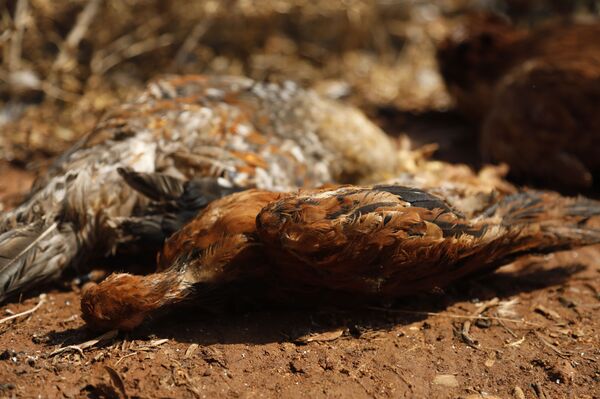 الحرائق تجتاح غابات سوريا وسهولها الزراعية.. ومخاوف من كارثة في صلنفة وما حولها... فيديو وصور الحرائق تجتاح غابات سوريا وسهولها الزراعية.. ومخاوف من كارثة في صلنفة وما حولها... فيديو وصور - سبوتنيك عربي