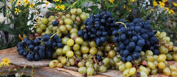 العنب - سبوتنيك عربي