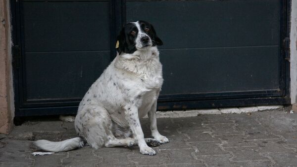 كلبة تدعى كوباتا في باتومي - سبوتنيك عربي
