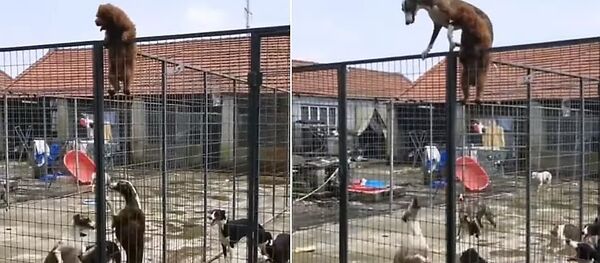 كلب ذكي يعلم أصدقائه كيفية الهروب من القفص - سبوتنيك عربي