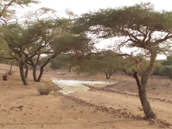 المخاطر قائمة... ما حجم الضرر الذي لحق بآثار السودان جراء الفيضانات... صور المخاطر قائمة... ما حجم الضرر الذي لحق بآثار السودان جراء الفيضانات... صور - سبوتنيك عربي