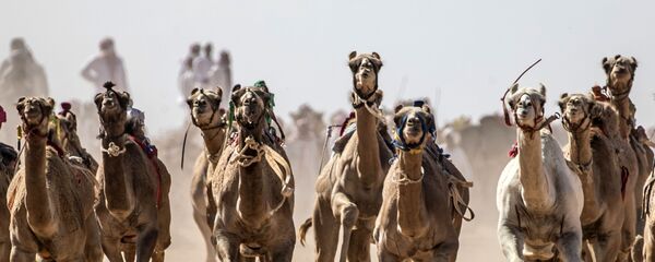 سباق الجمال في صحراء سيناء، جنوب مصر 12 سبتمبر 2020 - سبوتنيك عربي