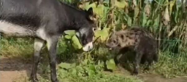 حمار شجاع يلقن ضبعا درسا لن ينساه - سبوتنيك عربي