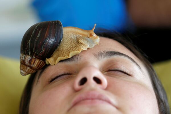 علياء فارس، 27 عاماً، خلال جلسة تدليك الوجه بواسطة الحلزونات البرية الأفريقية العملاقة، التي تعتبر مصدراً لتعزيز مادة الكولاجين في الجلد، في مركز تجميل في عمان، الأردن، 16 سبتمبر / أيلول 2020 - سبوتنيك عربي
