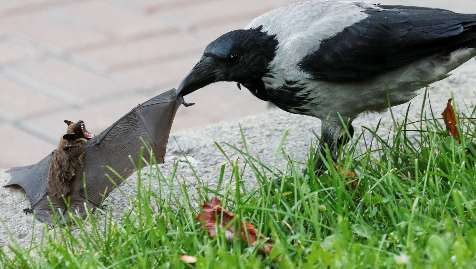 طائر الغراب يهاجم خفاشا في حديقة عامة وسط كييف، أوكرانيا 15 سبتمبر 2020 طائر الغراب يهاجم خفاشا في حديقة عامة وسط كييف، أوكرانيا 15 سبتمبر 2020 - سبوتنيك عربي, 1920, 31.03.2021