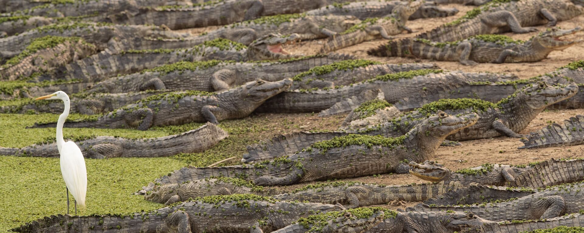 التماسيح والبلشون الأبيض على ضفاف نهر بينو غوميز أثناء حرائق الغابات في البرازيل، 14 سبتمبر 2020 - سبوتنيك عربي, 1920, 04.12.2025