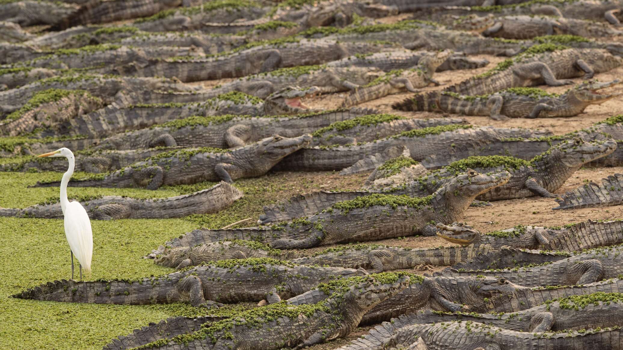 حتى التماسيح لم تنجو.. "مجزرة مروعة" بالضفة الغربية