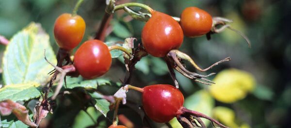 ثمار ورد أيار - سبوتنيك عربي