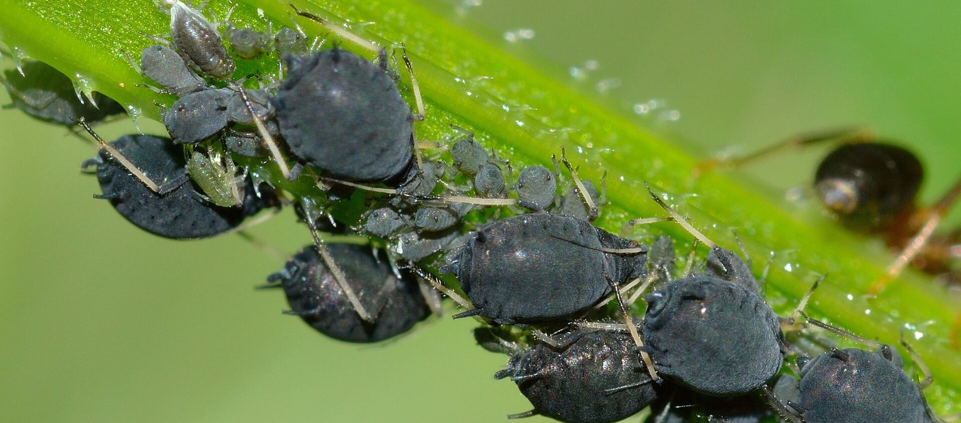 حشرات المن حشرات المن - سبوتنيك عربي, 1920, 12.01.2021