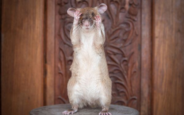 الجرذ ماغاوا، حاز على ميدالية ذهبية لمساعدة الشرطة في البحث عن الألغام، كومبوديا 25 سبتمبر 2020 - سبوتنيك عربي