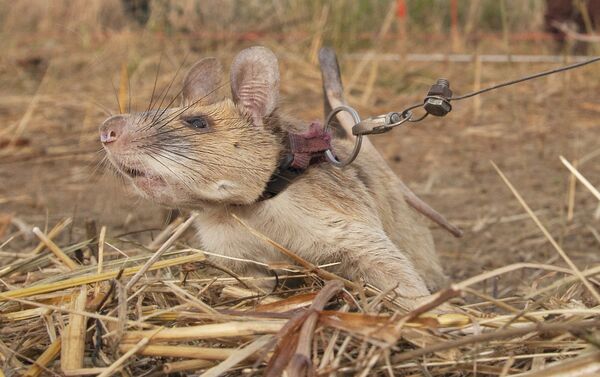 الجرذ ماغاوا، حاز على ميدالية ذهبية لمساعدة الشرطة في البحث عن الألغام، كومبوديا 25 سبتمبر 2020 - سبوتنيك عربي