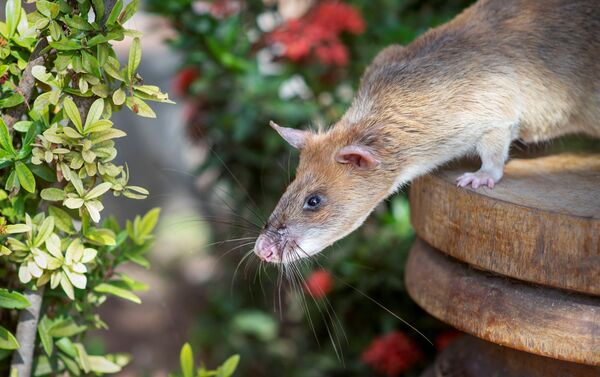 الجرذ ماغاوا، حاز على ميدالية ذهبية لمساعدة الشرطة في البحث عن الألغام، كومبوديا 25 سبتمبر 2020 - سبوتنيك عربي