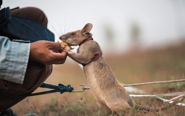 الجرذ ماغاوا، حاز على ميدالية ذهبية لمساعدة الشرطة في البحث عن الألغام، كومبوديا 25 سبتمبر 2020 - سبوتنيك عربي