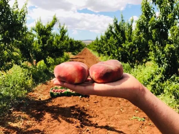 مهندس تونسي يغادر مكاتب رئاسة الحكومة ليمتهن بيع العنب عبر فيسبوك - سبوتنيك عربي