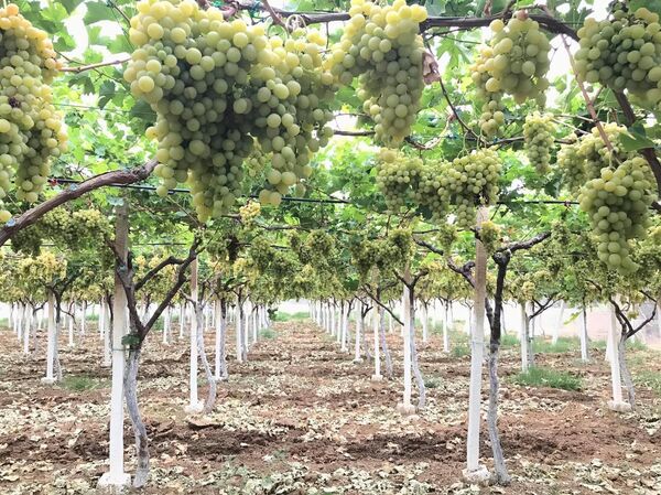 مهندس تونسي يغادر مكاتب رئاسة الحكومة ليمتهن بيع العنب عبر فيسبوك - سبوتنيك عربي