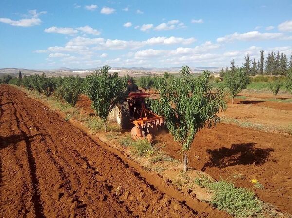 مهندس تونسي يغادر مكاتب رئاسة الحكومة ليمتهن بيع العنب عبر فيسبوك - سبوتنيك عربي