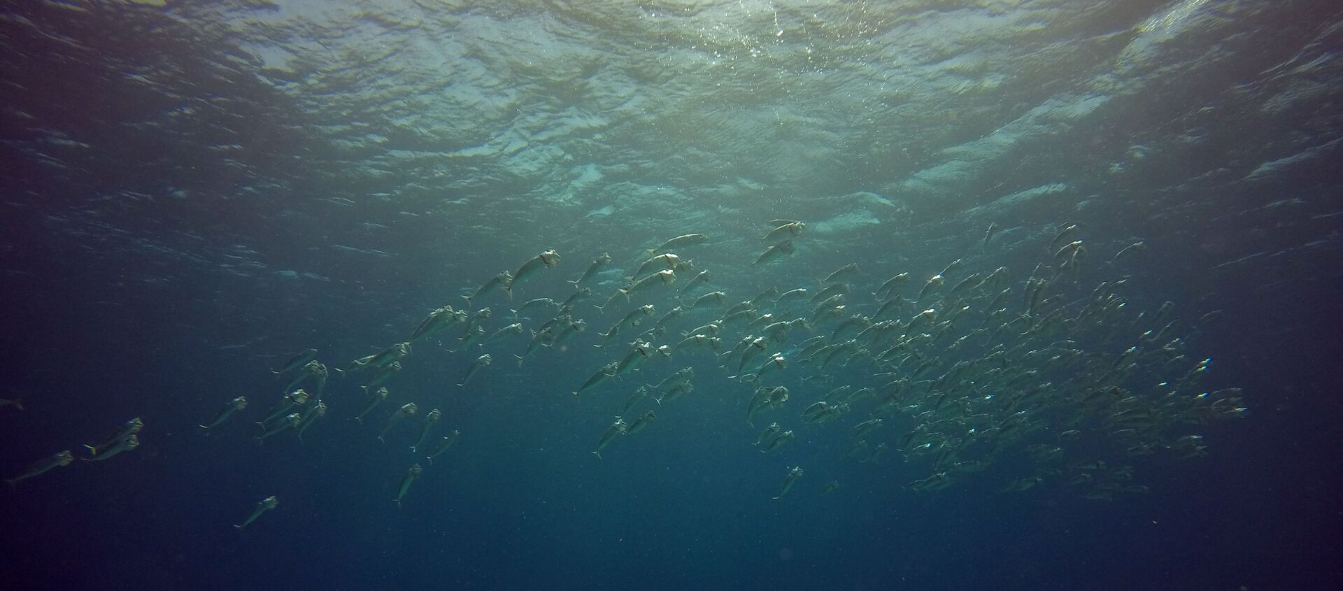 أحد شواطئ مرسى علم، مصر، 2018 - سبوتنيك عربي, 1920, 28.09.2020