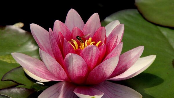 زهرة اللوتس زهرة اللوتس - سبوتنيك عربي