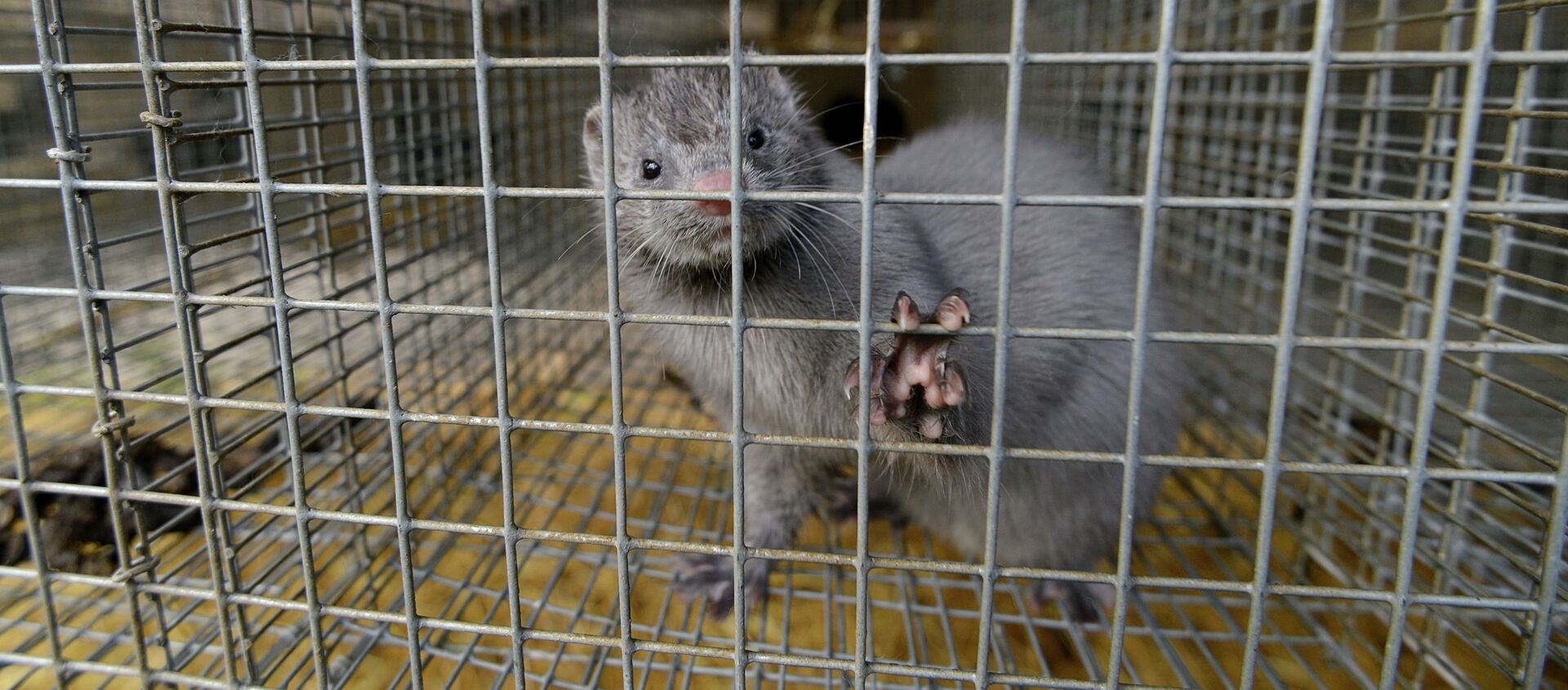 حيوان المنك حيوان المنك - سبوتنيك عربي, 1920, 13.10.2020
