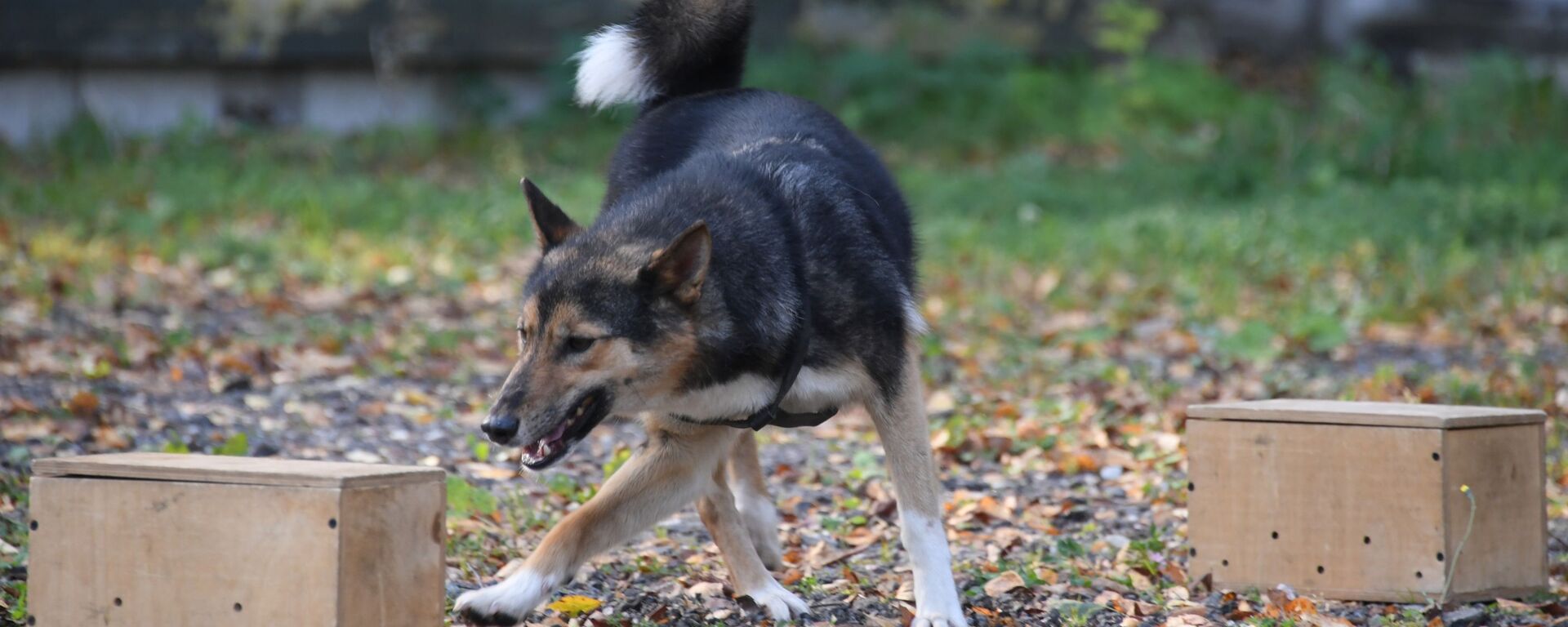 تدريبات كلاب الشرطة في شركة الخطوط الجوية أيروفلوت في مطار شيريميتيفو، موسكو 2 أكتوبر 2020 - سبوتنيك عربي, 1920, 19.05.2022