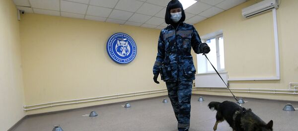 تدريبات كلاب الشرطة في شركة الخطوط الجوية أيروفلوت في مطار شيريميتيفو، موسكو 2 أكتوبر 2020 - سبوتنيك عربي