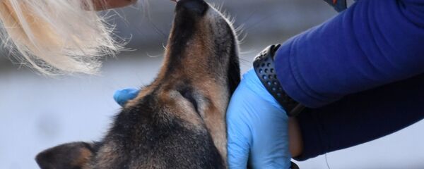 أخصائية الكلاب مع أحد كلاب الخدمة من سلالة سوليموف في قسم كلاب الشرطة في شركة الخطوط الجوية أيروفلوت في مطار شيريميتيفو، موسكو 2 أكتوبر 2020 - سبوتنيك عربي