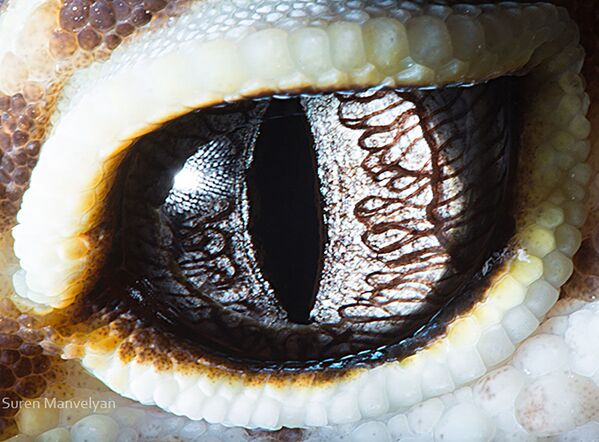 صورة مقربة لعين سحلية من فصيلة حقيقيات الجفن من قبل المصور سورين مانفيليان صورة مقربة لعين سحلية من فصيلة حقيقيات الجفن من قبل المصور سورين مانفيليان - سبوتنيك عربي
